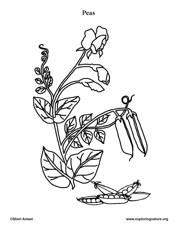 612x792 Garden Vegetables Coloring Pages (10)