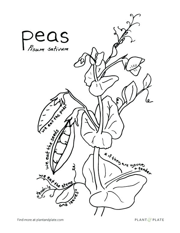 600x776 Gardening With Kids 6 Reasons To Grow Snap Peas Peas Pisum Sativum