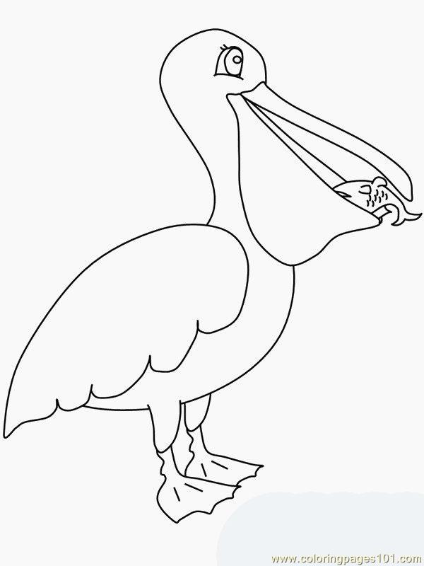 600x800 Pelican Coloring Page