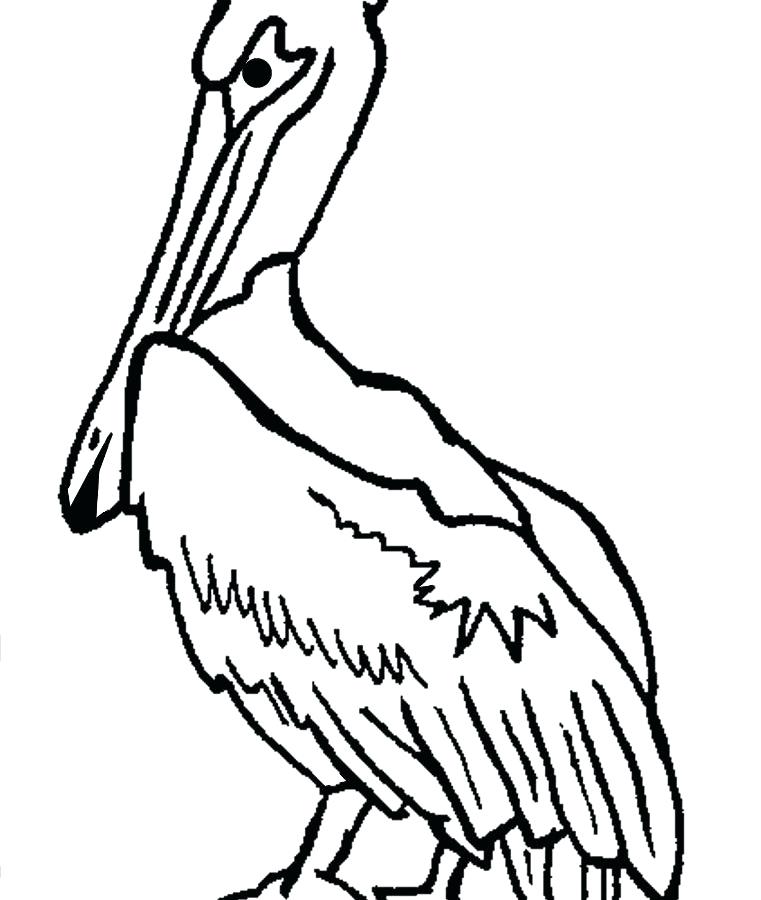 761x900 Coloring For Kids Pelican Page Pages Unusual Eastern Brown Pelican