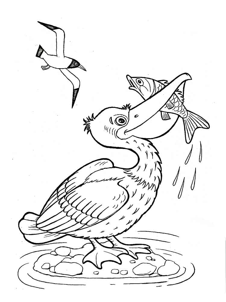 750x1000 Pelican Coloring Pages. Download And Print Pelican Coloring Pages