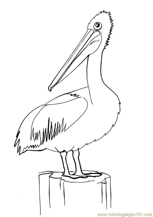 595x842 Pelican21 Coloring Page School Collage Ideas