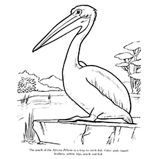 230x230 Top 10 Pelican Coloring Pages For Toddlers
