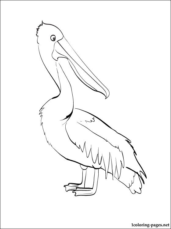 560x750 Coloring Page Pelican Coloring Pages