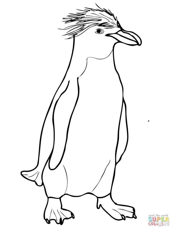 728x971 Club Penguin Coloring Pages Penguins Animal Macaroni Crested
