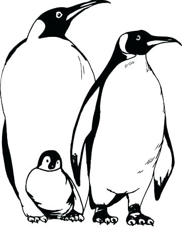 360x449 Coloring Pages Penguin Penguin Color Page Animal Coloring Pages