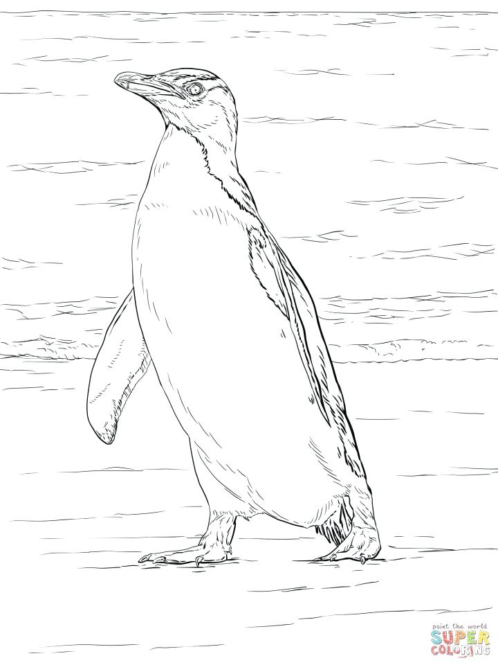 720x960 Penguin Adult Coloring Pages Penguin Coloring Pages For Adults