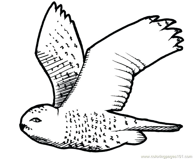 800x659 Pennsylvania Coloring Pages State Flag Coloring Page Coloring