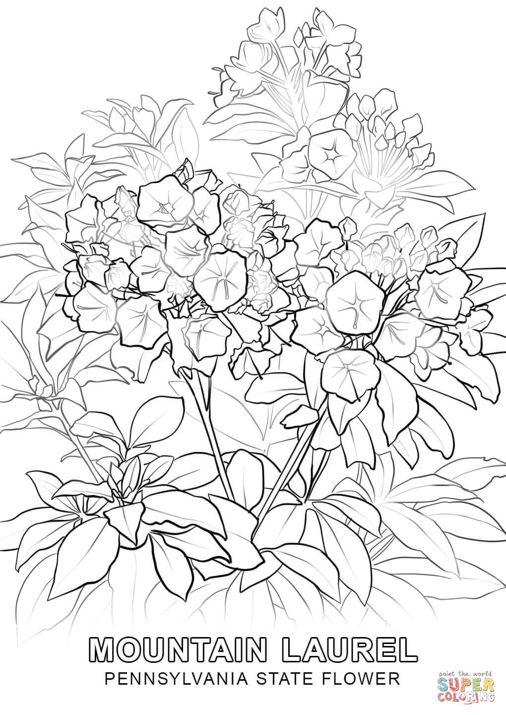1020x1440 Focus Pennsylvania State Flag Coloring Page Flower Free Printable