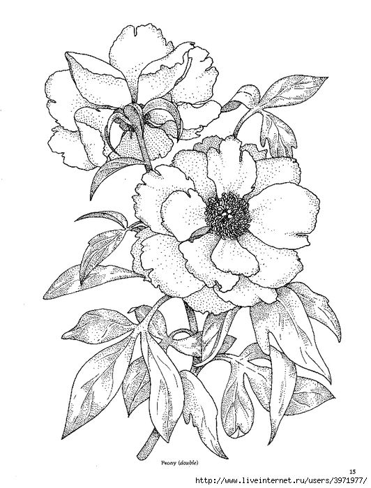 Peony Coloring Page