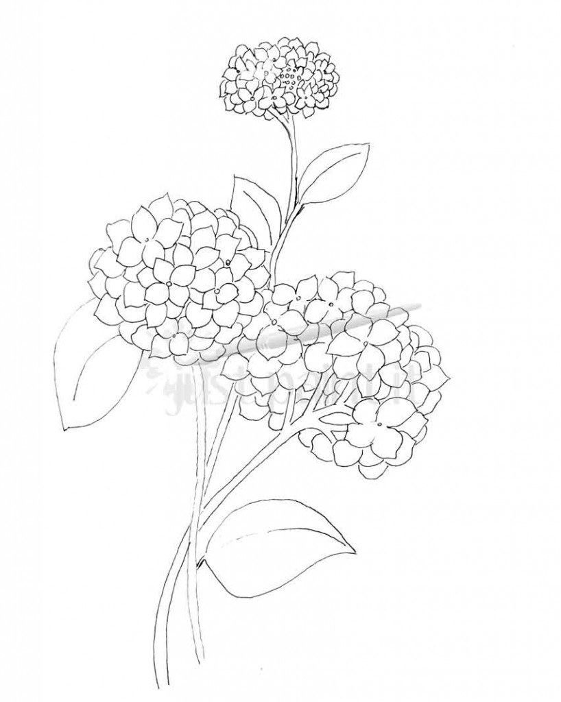 818x1024 Hydrangea And Peonies Coloring Pages