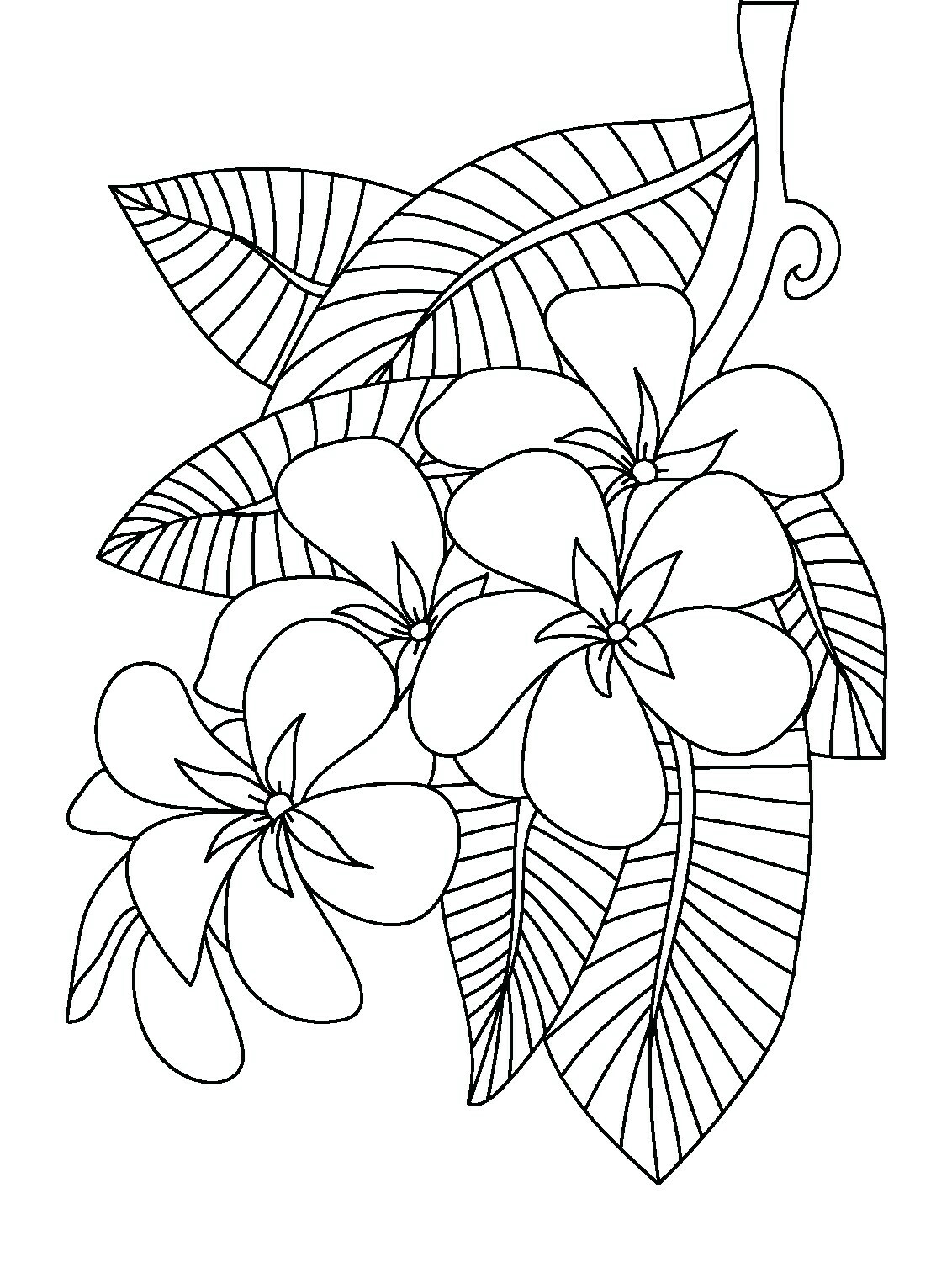 1132x1519 Peony Coloring Pages Download Coloring For Kids 2018