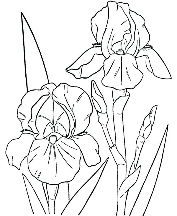 600x734 Peony Flower Coloring Pages Download And Print Peony Flower Peony