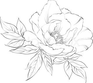 320x285 Peony Flower Line Drawing Sketch Coloring Page