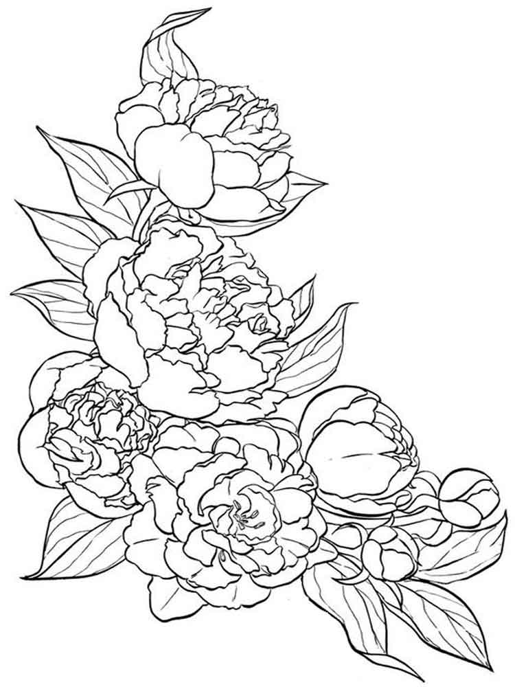 750x1000 Peony Flower Coloring Pages. Download And Print Peony Flower