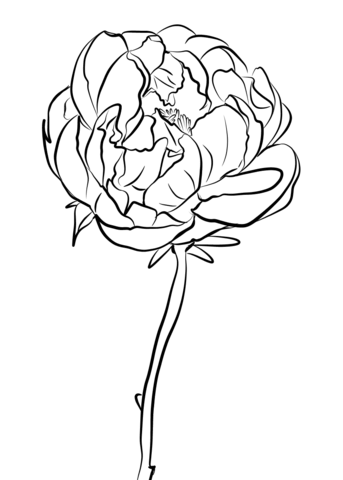 343x480 Peony Drawing Png Beautiful Peony Coloring Page Free Printable