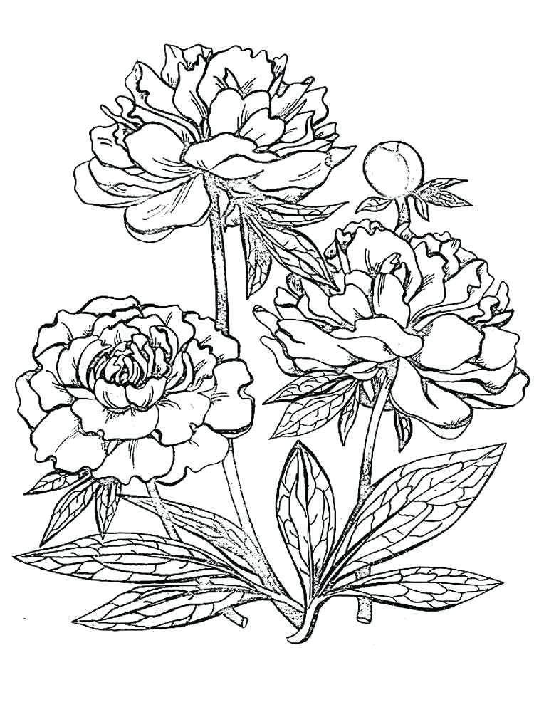 750x1000 Pictures Of Flowers Coloring Pages Peony Flower Coloring Pages