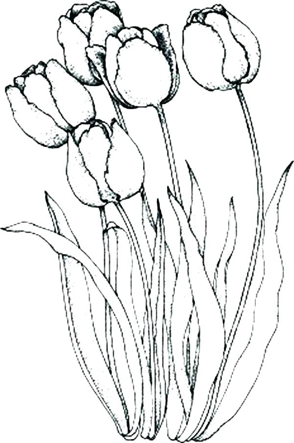 600x905 Tulip Coloring Page Tulip Coloring Pages Coloring Trend Thumbnail