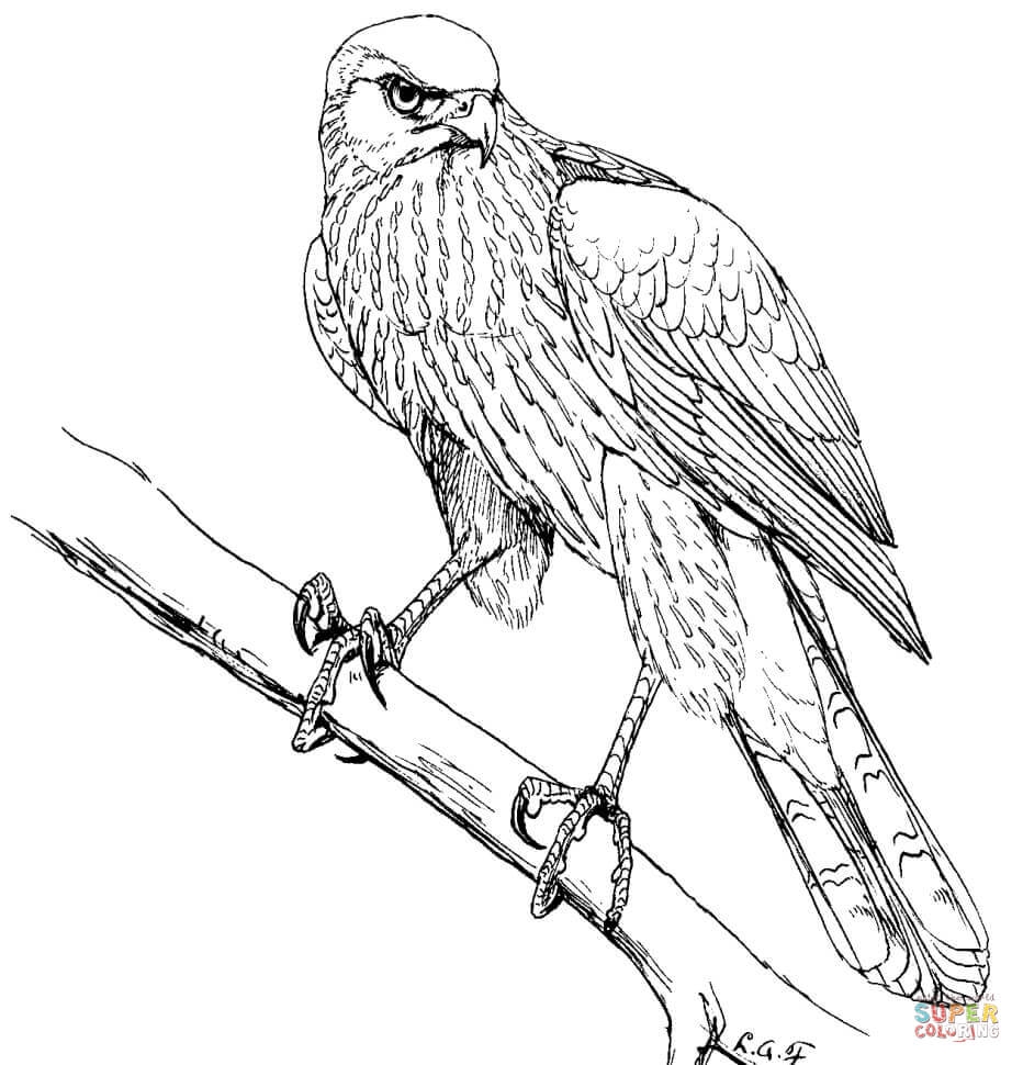 Peregrine Falcon Coloring Page