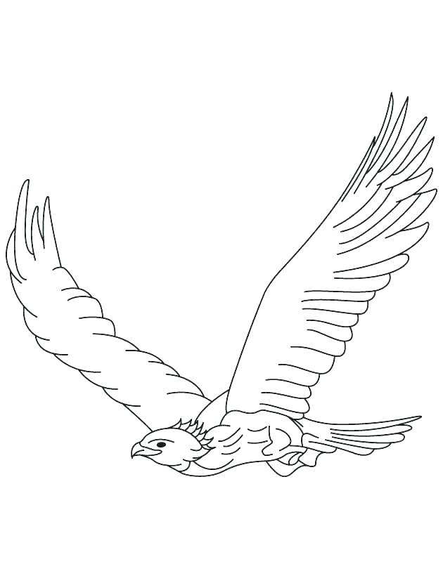630x810 Harpy Eagle Coloring Page Peregrine Falcon Coloring Page Harpy