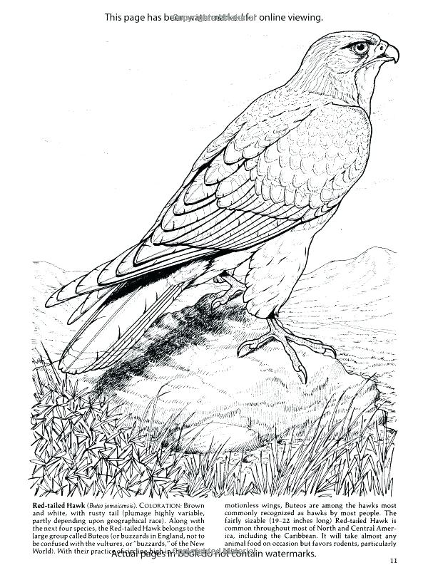 600x800 Hawk Coloring Pages Peregrine Falcon Coloring Page Hawk Hawkeye