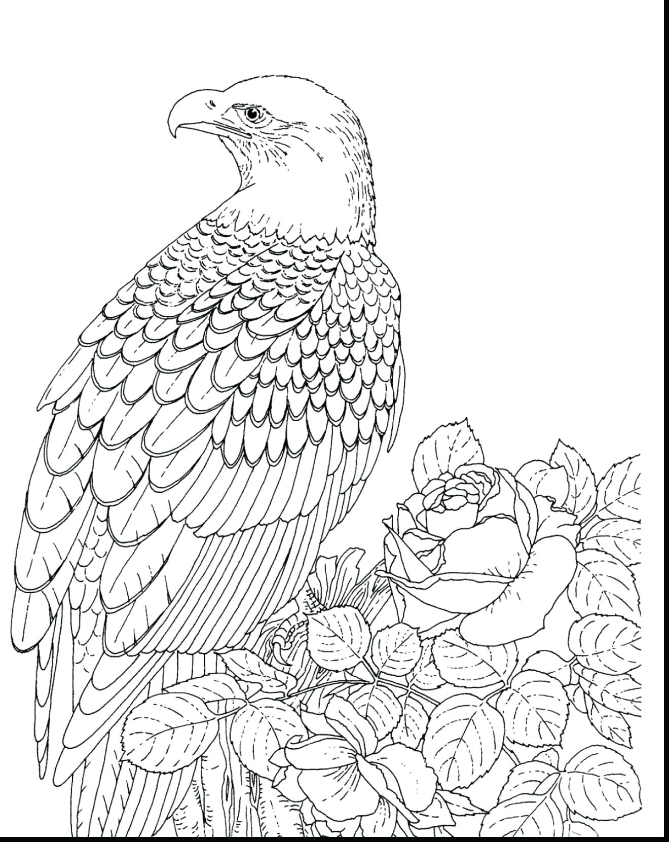 1320x1661 New Falcon Page To Color Gallery Printable Coloring Sheet