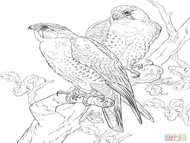 728x546 Perched Falcon Bird Coloring Pages For Kids Christmas 4 Types