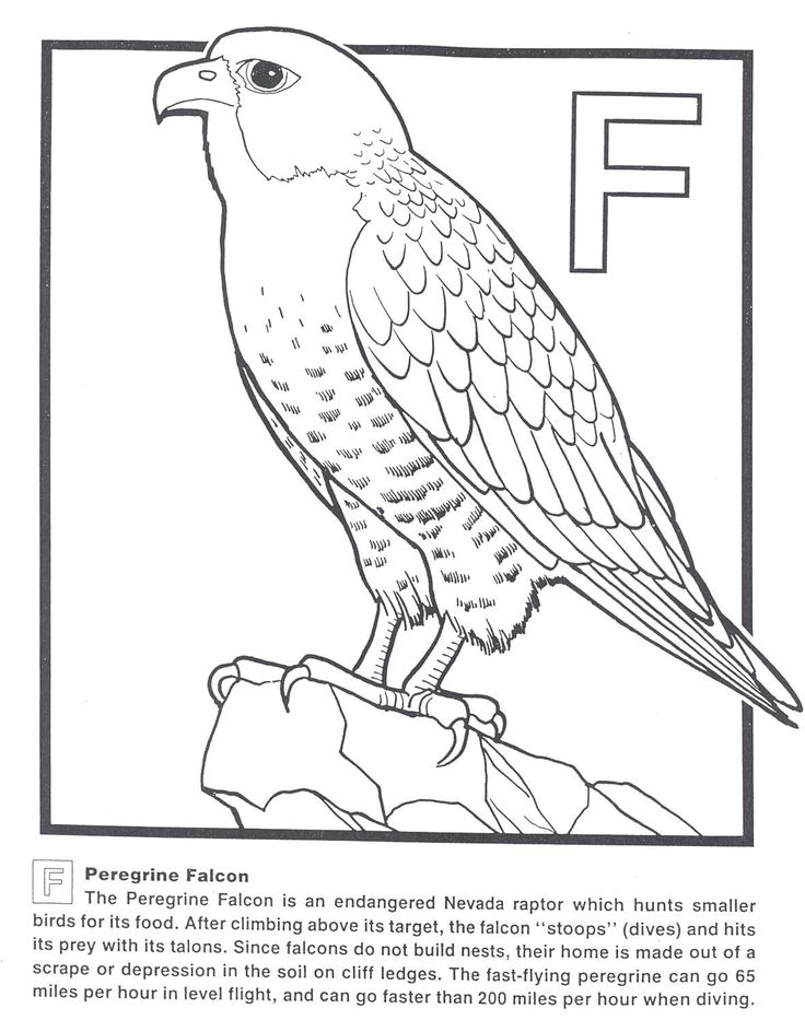 736x933 23 Falcon Coloring Pages Printable Free Coloring Pages
