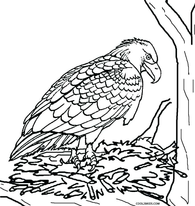684x720 Peregrine Falcon Coloring Page Baby Eagle Coloring Pages Peregrine