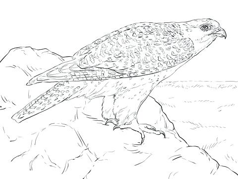 480x360 Peregrine Falcon Coloring Page Coloring Page Book Parrot Bird