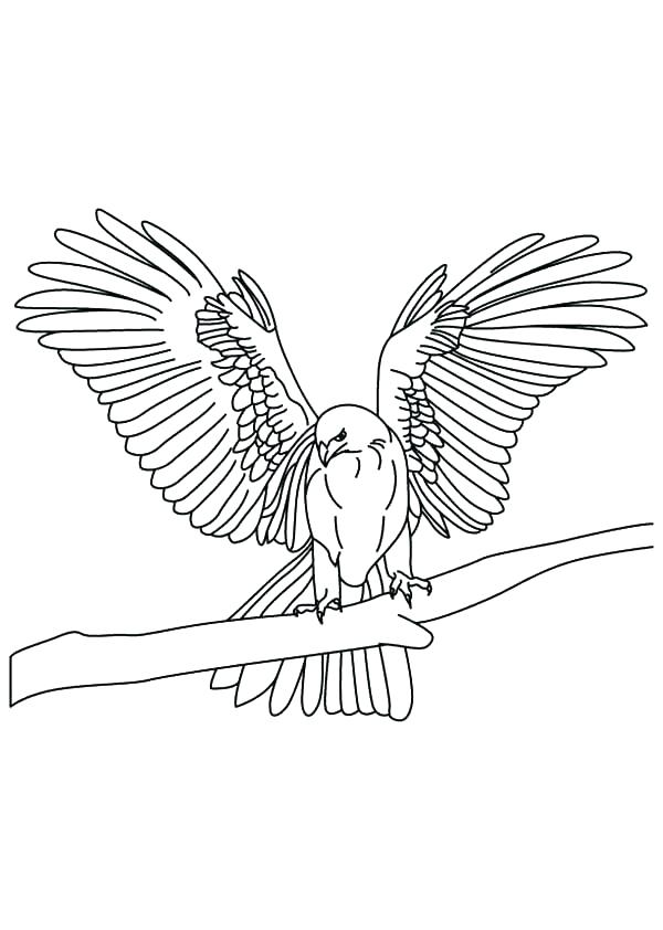 600x842 Peregrine Falcon Coloring Page Flcon N Flcon Ides Flcon Peregrine