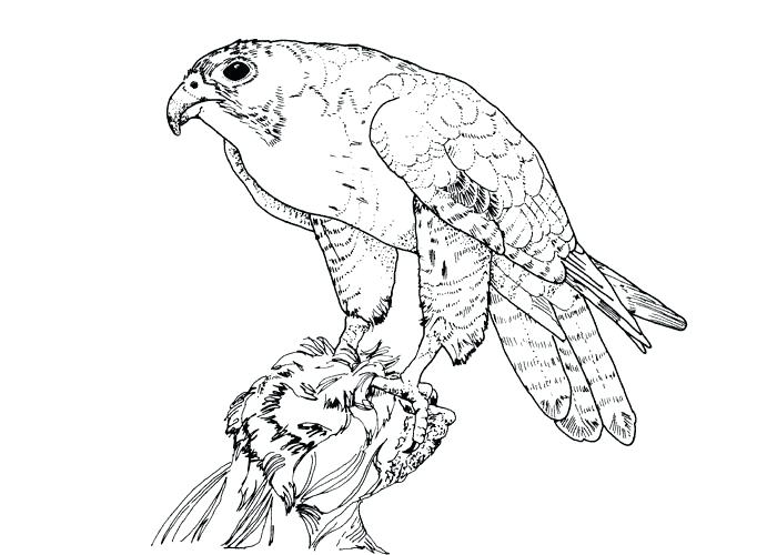 700x500 Peregrine Falcon Coloring Pencil And In Color Peregrine Peregrine