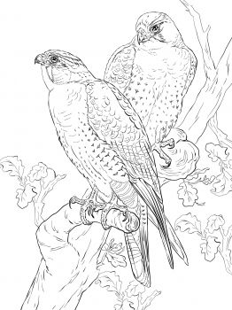 262x350 Peregrine Falcons Burning Wood Peregrine Falcon