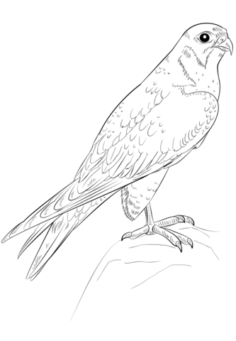 333x480 Peregrine Falcon Coloring Page Sarah Peregrine