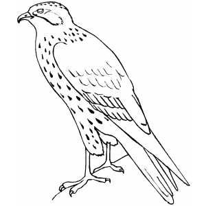 300x300 Standing Falcon Christmas Falcons