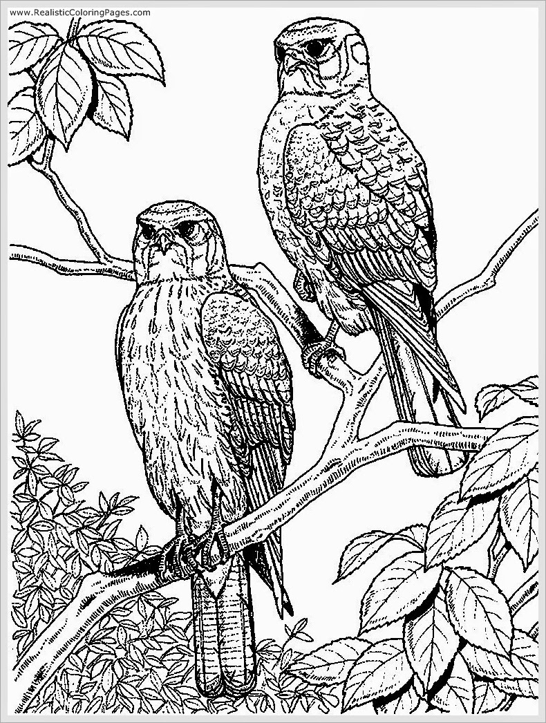 790x1046 Adult Coloring Pages Animals Eagle Free