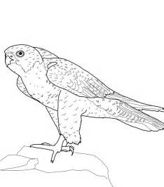 234x266 Bird Coloring Pages Peregrine Falcon