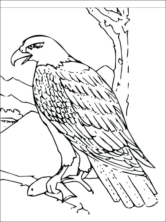 560x750 Coloring Pages Draw A Falcon Click To See Printable Version