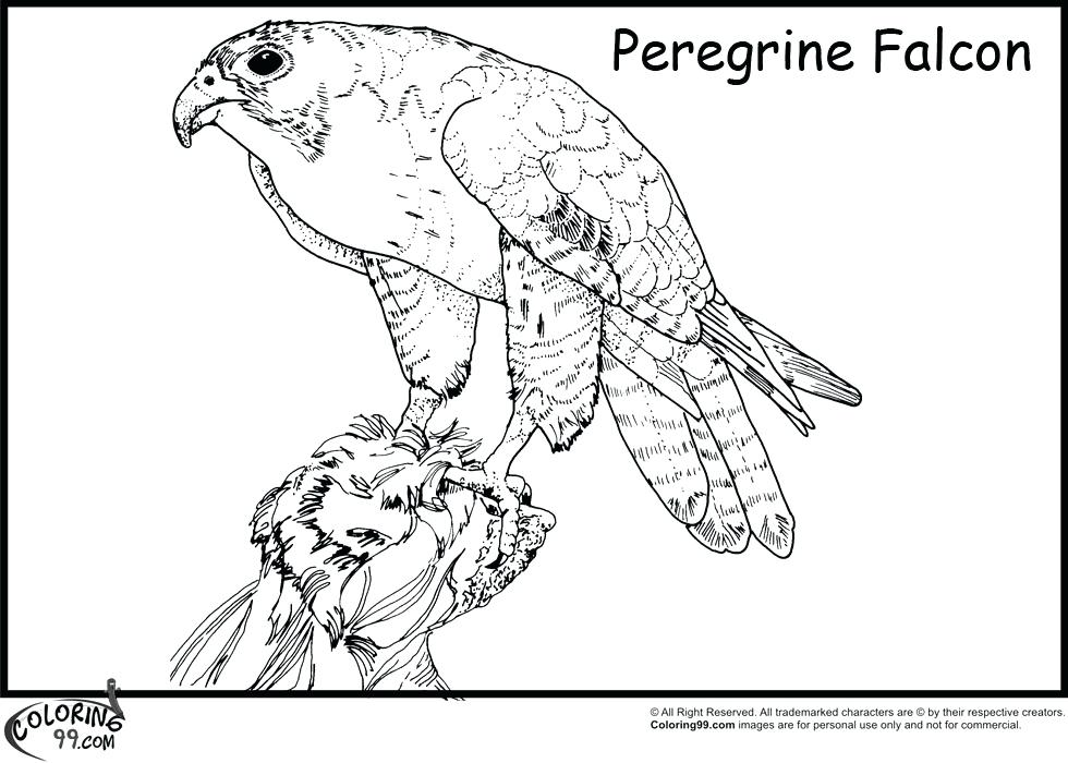 980x700 Falcon Animal Coloring Pages Animal Coloring Pages For Adults