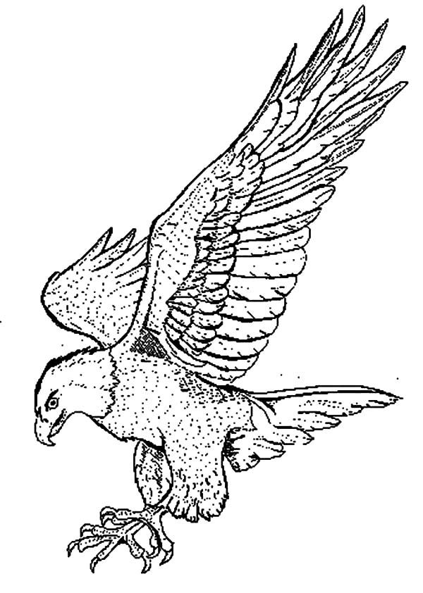 600x842 Falcon Bird Powerful Claws Coloring Pages Art