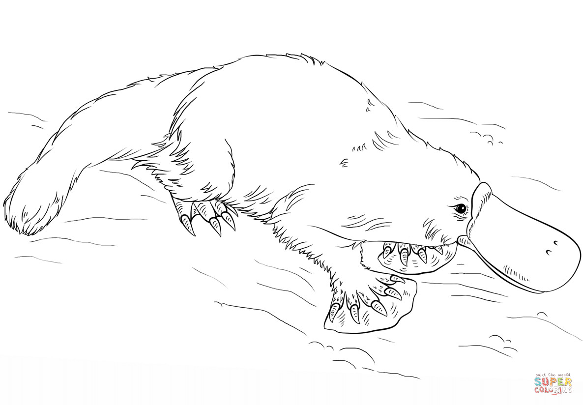 1186x824 Platypus Coloring Page Free Printable Pages Entrancing Perry