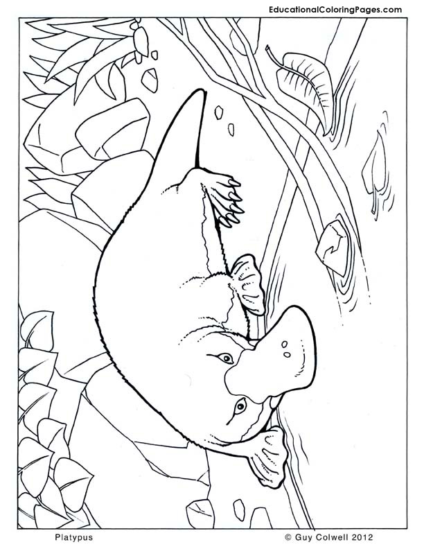 612x792 Free Printable Perry The Platypus Coloring Pages Colouring In 9