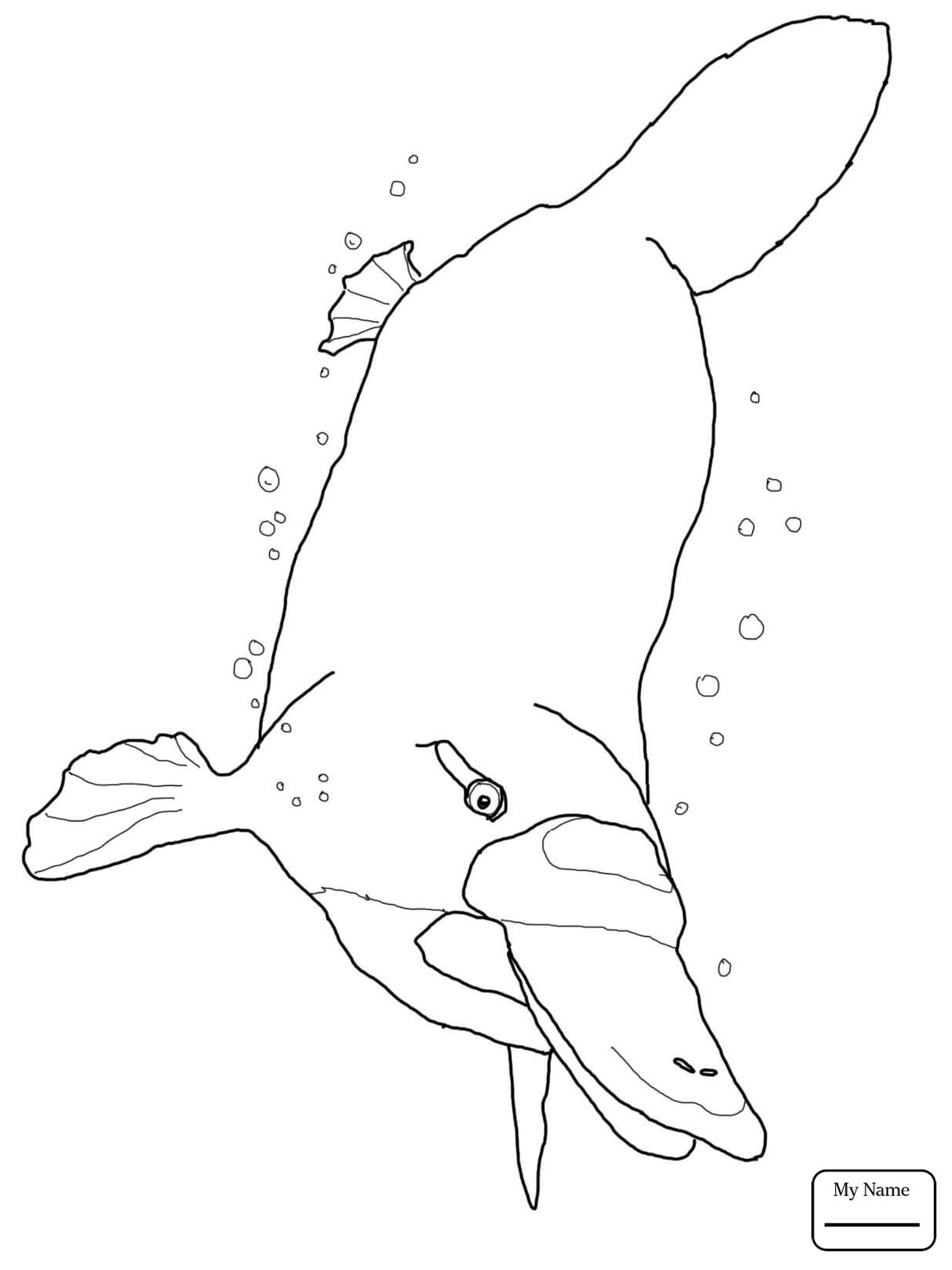 1224x1632 New Duckbill Platypus Coloring Page Practical