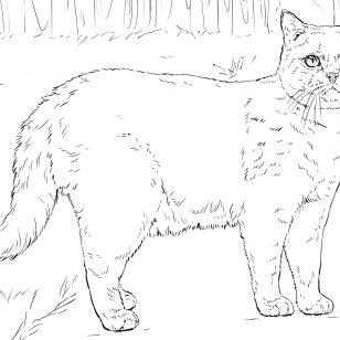 308x308 Cool With Adorable Images Of Persian Cat Coloring Pages