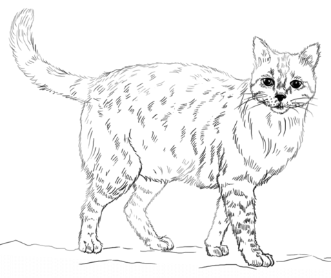 480x403 Realistic Cat Coloring Page From Cats Category. Select From 25105