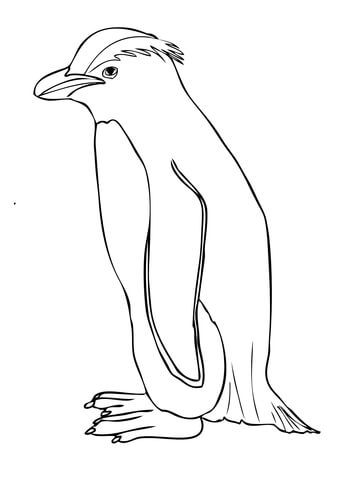 360x480 Humboldt Peruvian Penguin Coloring Page
