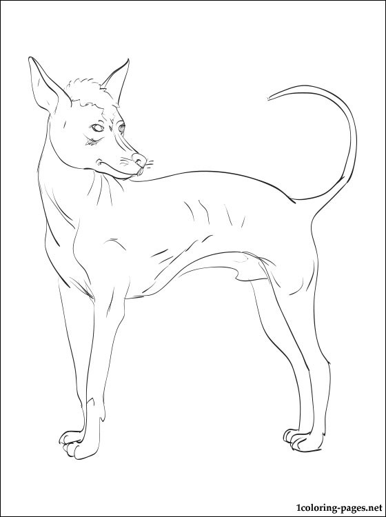 560x750 Peruvian Hairless Dog Coloring Page Coloring Pages
