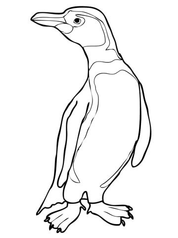 360x480 Adeliepenguinscoloringpage Humboldt Peruvian Penguin Coloring Page