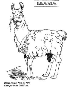 236x288 Alpaca From Peru