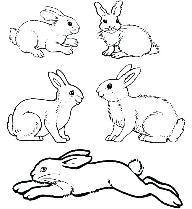 650x706 New Peter Rabbit Coloring Pages Page Image Images New Peter Rabbit